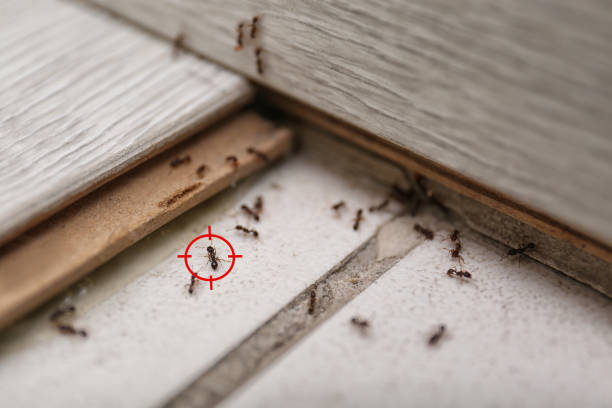 Flea Control Services in Telford, TN