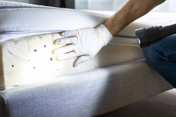 Best Ant Control Services  in Telford, TN