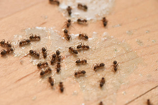 Best Pest Inspection Near Me  in Telford, TN