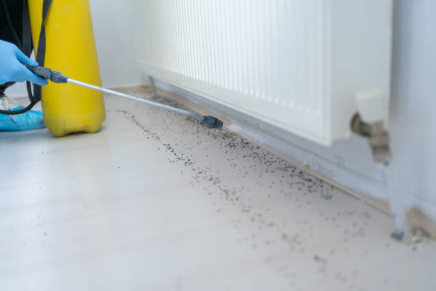 Best Insect Control  in Telford, TN